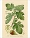 Photographic Prints of Ficus (Fig) from Mary Evans