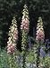 Purple Foxglove Flowers in a Garden (Digitalis Purpurea) Photographic Poster Print by R. Sacco, 12x16