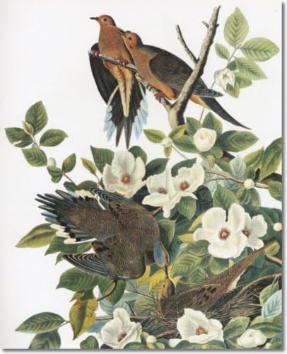 Audubon -- VII - Showy Birds Nocturnal Hunters and Superb Aerialists -- Mourning Dove -aka- Carolina Turtle Dove or Carolina Pigeon - Gallery Wrapped Canvas Print