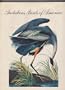 Audubon's Birds of America