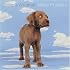 William Wegman: More Puppies Notecard Box