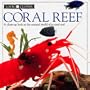 Look Closer: Coral Reef
