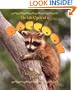 The Life Cycle of a Raccoon