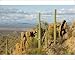 Photographic Prints of Giant Cactus / Saguaro - Saguaro National Park (west) from Ardea Wildlife Pets
