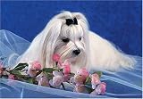 Maltese 300 Piece Jigsaw Puzzle (07)