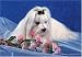   - Maltese 300 Piece Jigsaw Puzzle (07)