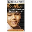 Secret Life Brain: Child's & Syllable