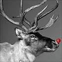 Charity Christmas Cards - Rudolph - 8 Christmas cards. 48p goes to Marie Curie