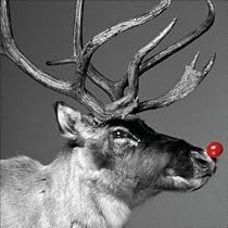 Charity Christmas Cards - Rudolph - 8 Christmas cards. 48p goes to Marie Curie