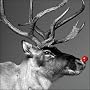 Charity Christmas Cards - Rudolph - 8 Christmas cards. 48p goes to Marie Curie