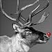 Charity Christmas Cards - Rudolph - 8 Christmas cards. 48p goes to Marie Curie