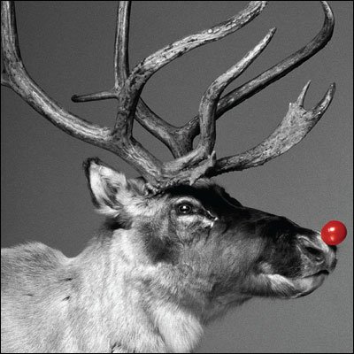 Charity Christmas Cards - Rudolph - 8 Christmas cards. 48p goes to Marie Curie
