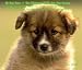 My Dog Care - The Ultimate Guide For Dog Lovers(dog questions,puppies care,grooming dogs,tips for dogs,dog health problems,breeding dogs)
