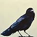 The Mincing Mockingbird 2015 Calendar