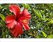 Photographic Prints of Flower of cultivated hibiscus - commonly grown in gardens from Ardea Wildlife Pets