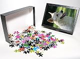 Photo Jigsaw Puzzle of Canaan Dog from Ardea Wildlife Pets