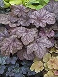 51EOJHCYkEL. SL160  Heuchera x villosa Beaujolais
