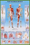 Human Body Education Poster Print, 24x36