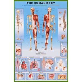 Human Body Education Poster Print, 24x36