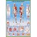 Human Body Education Poster Print, 24x36