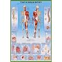Human Body Education Poster Print, 24x36