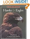 How to Spot Hawks and Eagles