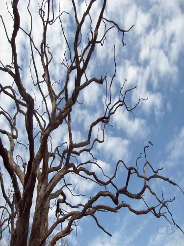 Gethsemane: The true lessons for us of the sufferings of Our Lord in the Garden of Olives