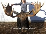 Moose Heads 55-60