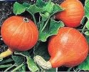 WINTER SQUASH - Uchiki Kuri - Vegetable Garden Seeds
