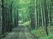 Gravel Road Through Maple Grove, Green Mountains, Vermont, USA Photographic Poster Print by Darrell Gulin, 42x56
