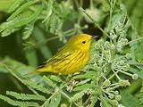 Yellow Warbler Male South Padre Island Texas USA Photographic Poster Print By Rolf Nussbaumer 9x12