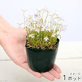 (山野草)ヒナソウ(雛草 フーストニア)3号(1ポット) 本州・四国限定[生体]