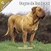 Dogue de Bordeaux 2011 Wall Calendar #10096-11