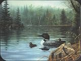 Loons in the Mist - Medium