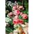 Roses (Prestel Minis)