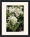 Framed Prints of Lily of the Valley from Ros Drinkwater