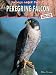Animals Under Threat: Peregrine Falcon  (Animals Under Threat) (Animals under threat)