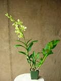 4 Potted Dendrobium Orchid (w/a single spray bearing approx. 8 blooms)