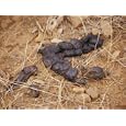 Bengal Tiger Faeces Containing Deer Hair Photographic Poster Print by Jason Edwards, 16x12