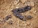 Bengal Tiger Faeces Containing Deer Hair Photographic Poster Print by Jason Edwards, ...