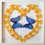 Real Framed Butterfly Heart Gift with Mounted Blue Morpho Butterflies