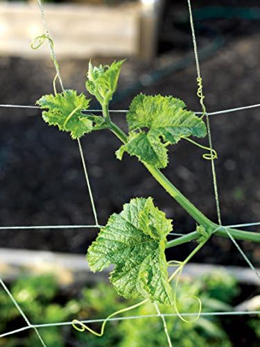 Vine and Veggie Trellis Netting, 5' x 30'