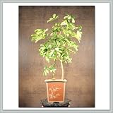 Hawaiian Umbrella (Arboricola) Bonsai Tree IX