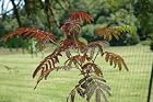 Albizia Julibrissin Summer Chocolate - Mimosa Tree - Pot Size #1 Gal.