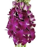 Fresh Flowers - Deep Purple Dendrobium Orchids