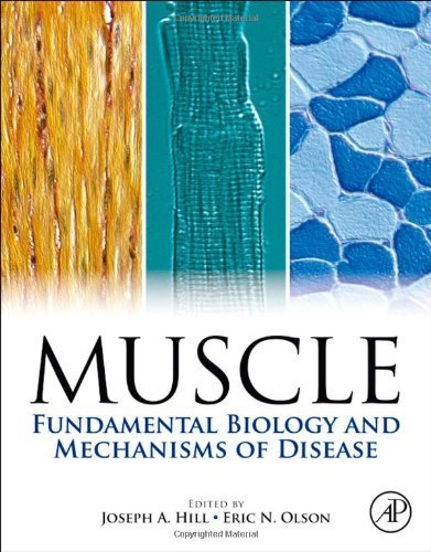 Muscle 2-Volume Set: Fundamental Biology and Mechanisms of Disease (2012-08-01)