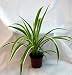 Ocean Spider Plant - Easy to Grow - Cleans the Air -NEW