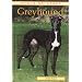 Podencos, Galgos und Windhund.Mischlinge