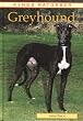Greyhound