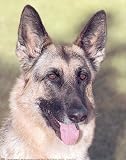 German Shepherd Art Print by Joan Balzarina, 8 x 10